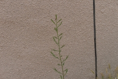 Salsola collina