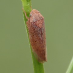 Ponana