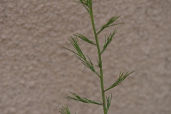Salsola collina