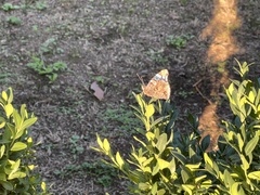 Vanessa atalanta atalanta