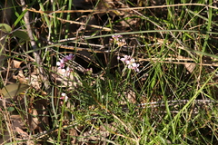 Zanthoxyloideae