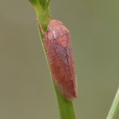 Ponana