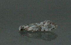 Nemapogon variatella