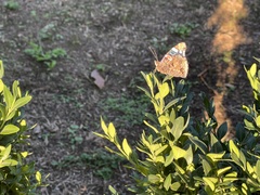 Vanessa atalanta atalanta