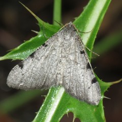 Digrammia triviata