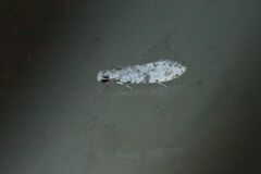 Nemapogon variatella