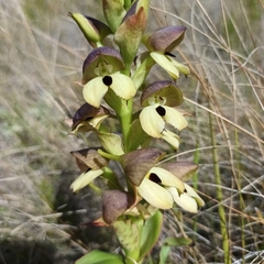 Disa cornuta
