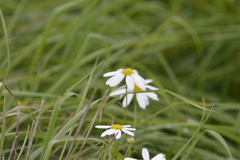 Anthemideae