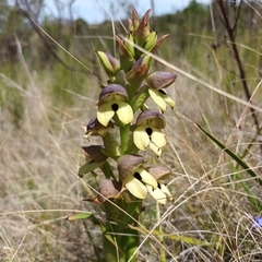 Disa cornuta