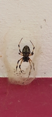 Nephilingis cruentata