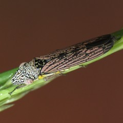 Homalodisca elongata