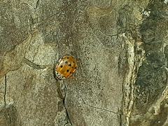 Harmonia quadripunctata