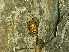Harmonia quadripunctata