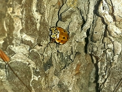 Harmonia quadripunctata