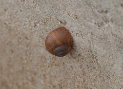 Acusta