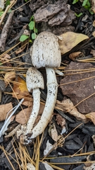 Coprinopsis atramentaria