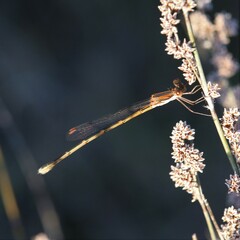 Austrolestes analis