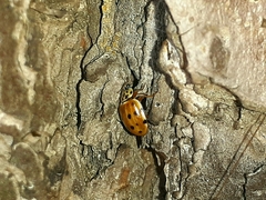 Harmonia quadripunctata