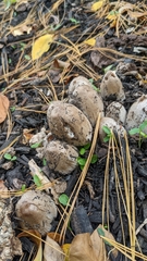 Coprinopsis atramentaria