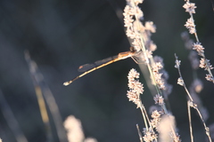 Austrolestes analis
