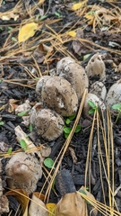 Coprinopsis atramentaria