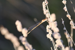Austrolestes analis