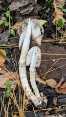 Coprinopsis atramentaria
