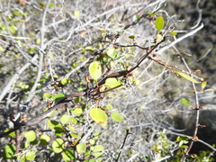 Muehlenbeckia australis