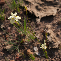 Moraea gawleri