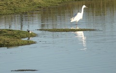 Motacilla alba yarrellii