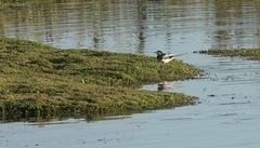 Motacilla alba yarrellii