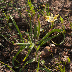 Moraea papilionacea