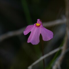 Utricularia multifida