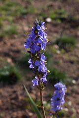 Aristea capitata