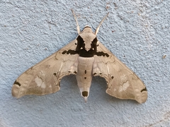 Adhemarius gannascus