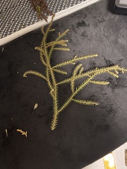 Dacrydium cupressinum