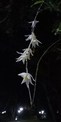 Dendrobium crumenatum