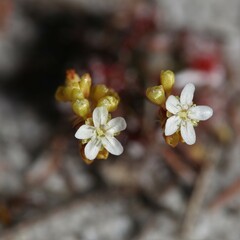 Drosera micrantha