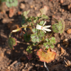 Pelargonium elongatum