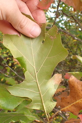 Macrodiplosis majalis