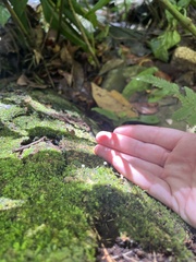 Mycena tenerrima