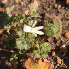 Pelargonium elongatum
