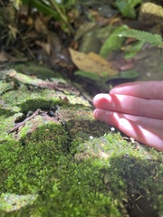 Mycena tenerrima
