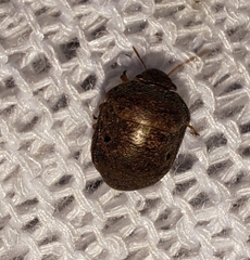 Diolcus chrysorrhoeus