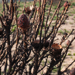 Protea grandiceps