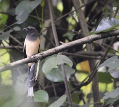 Dendrocitta vagabunda