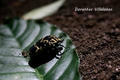 Gymnetis sallei