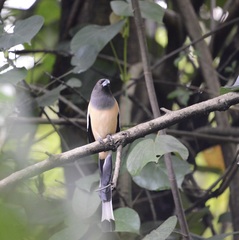 Dendrocitta vagabunda