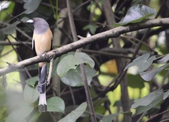 Dendrocitta vagabunda