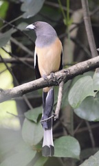 Dendrocitta vagabunda